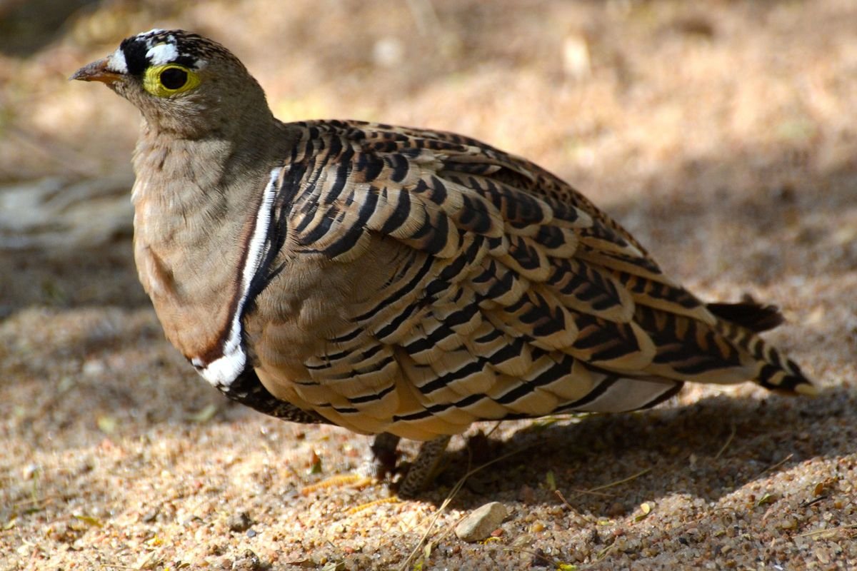 Four-banded Sandgrouse